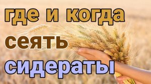 Где и когда сеять сидераты весной на огороде