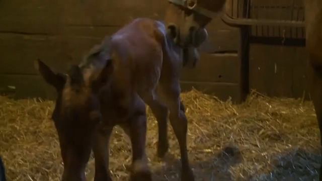 Ломоносовская школа пансион׃ Образование смотреть онлайн