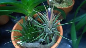 Tillandsia in bloom