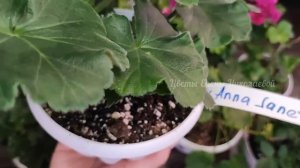 КАК ПРАВИЛЬНО ПОЛИВАТЬ ГЕРАНЬ (ПЕЛАРГОНИЮ)? ЖАЛЕЮ, что РАНЬШЕ не ЗНАЛА об ЭТОМ!