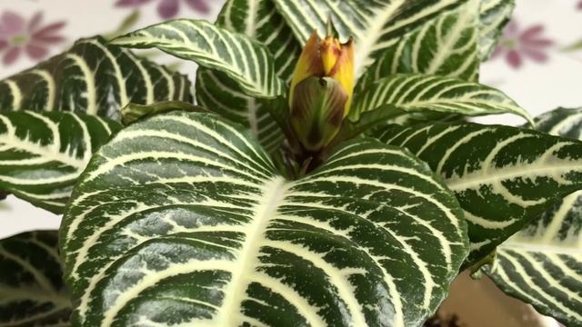 アフェランドラ　スクアロサ Aphelandra Squarrosa(Planta Zebra) смотреть онлайн