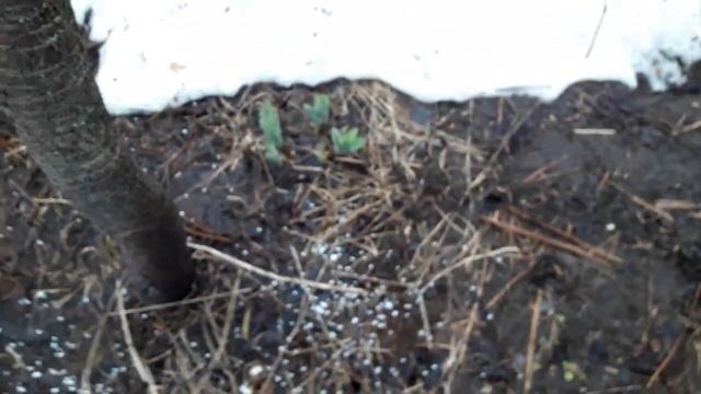 Обязательная подкормка плодовых