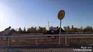скачки ахалтекинцев