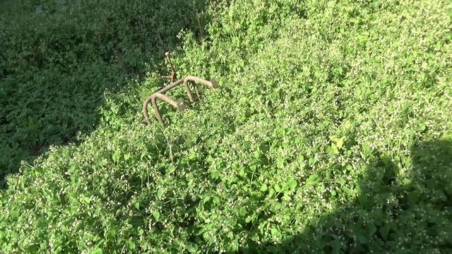 По секрету всему свету.... смотреть онлайн