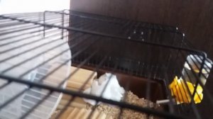Болезни джунгарских хомячков !