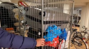 Купили чемоданы на аукционе в Голландии? Забытые чемоданы из аэропорта / [Истории из Голландии]