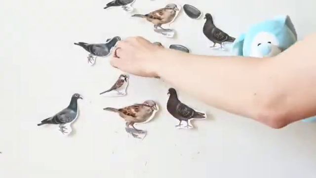 Китайский для мам и детей: глоссарий "кормим птичек". How to feed birds in Chinese.