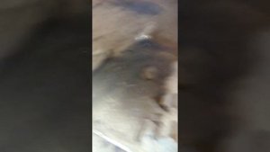 Замена масла в КПП робот Пежо 106_107