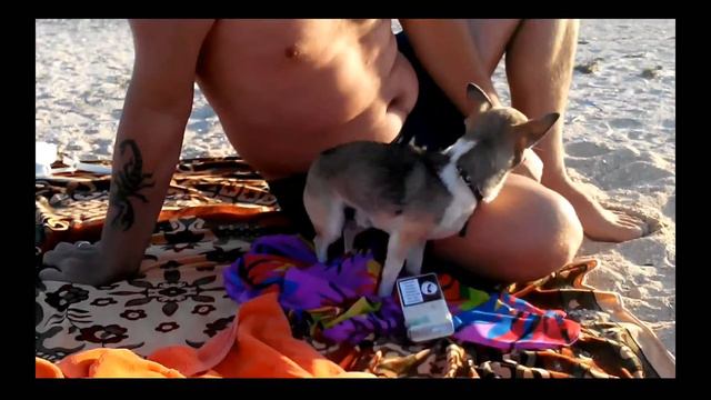 Собака хотела покурить смотреть онлайн