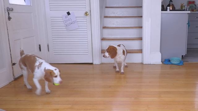 Dogs vs Creepy Bunny Prank on Easter: Funny Dogs Maymo, Potpie & Indie Battle Zombie Bunny Rabbit смотреть онлайн