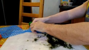 Выращиваем ковер яванского мха на сетке/ Grow a carpet of Java moss on the mesh