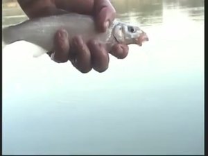 👍 Рыбалка на донку с кормушкой, ловля рыбца, подлещика. Место ловли река Кубань, Краснодар. Fishing