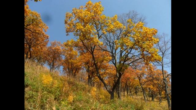 Пожига_Ирина Новикова_авторская песня