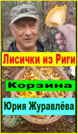 Лисички из Риги. Корзина Юрия ЖУРАВЛЁВА