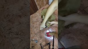 пудель средний/Бакс/гигиена и красота😁