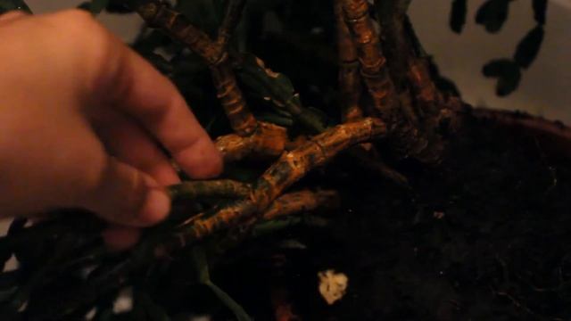 Омолаживание декабриста