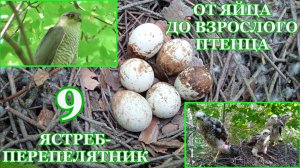 От яйца до взрослого птенца. Ястреб-перепелятник ( Accipiter nisus ). 9 часть