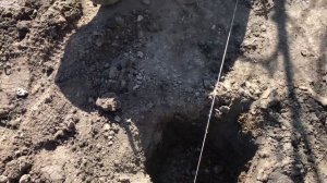 Сажаю киви дома в огороде, домашний киви