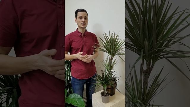 Полив драцены | Watering dracaena 10