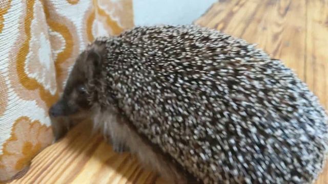 Отчёт по Соне) спим) смотреть онлайн