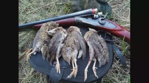 ОХОТА с курцхааром и ТОЗ БМ на полевую дичь. ПЕРЕЛЕТНЫЙ ПЕРЕПЕЛ ПОШЕЛ!!! Часть 1