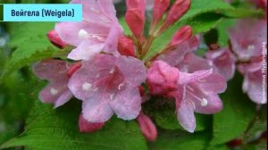 ❀ Кустарники, которые сажают перед домом