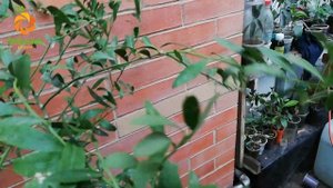 Микроцитрус Эремоорандж.  Eremoorange.