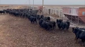 откормочная площадка КРС открытого типа ( обработка и взвешивание )
