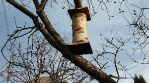 Ловушка для пчёл своими руками - Учимся вместе.
