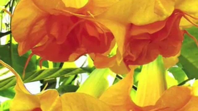 Engelstrompeten Bin-Aural смотреть онлайн