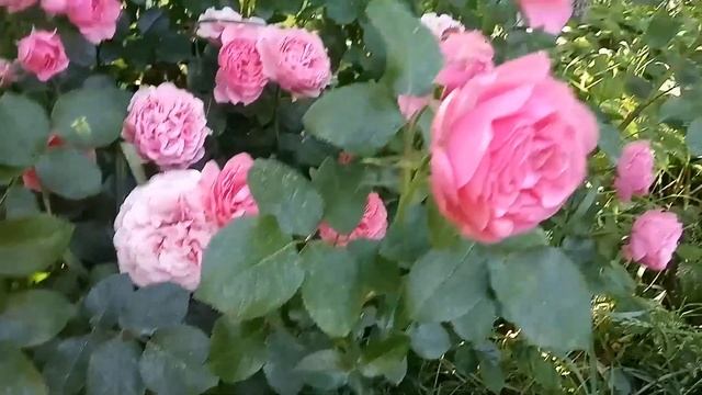 Лучшая плетистая роза для арки! Роза Parad ( Парад ). Кустовые розы Тиклед Пинк и Леонардо да Винчи