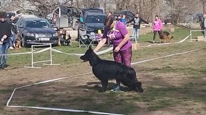 Юниоры суки дш