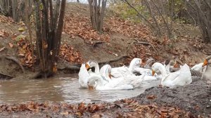 Гусьи  холмагоры Дагестане