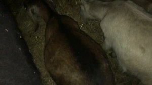 #КУПИЛ #СЕНАЖ//КОРМАМИ ЗАПАССЯ #В ЗИМУ//ПРО #КОРОВ