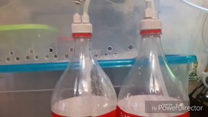 Устанавливаем в аквариум самодельную систему СО2