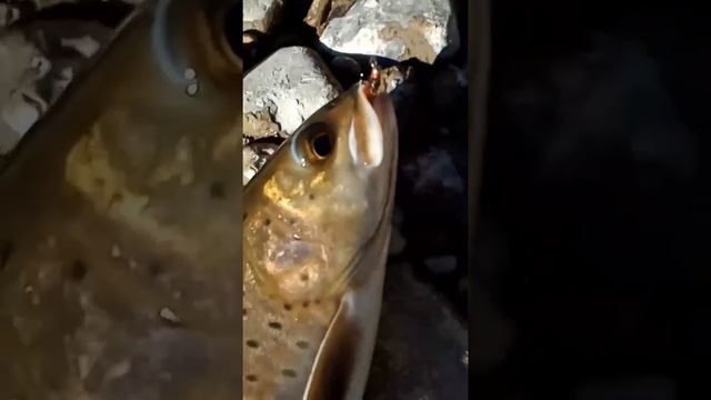 Отличный Ленок . Клюнул на мушку .Хабаровский край