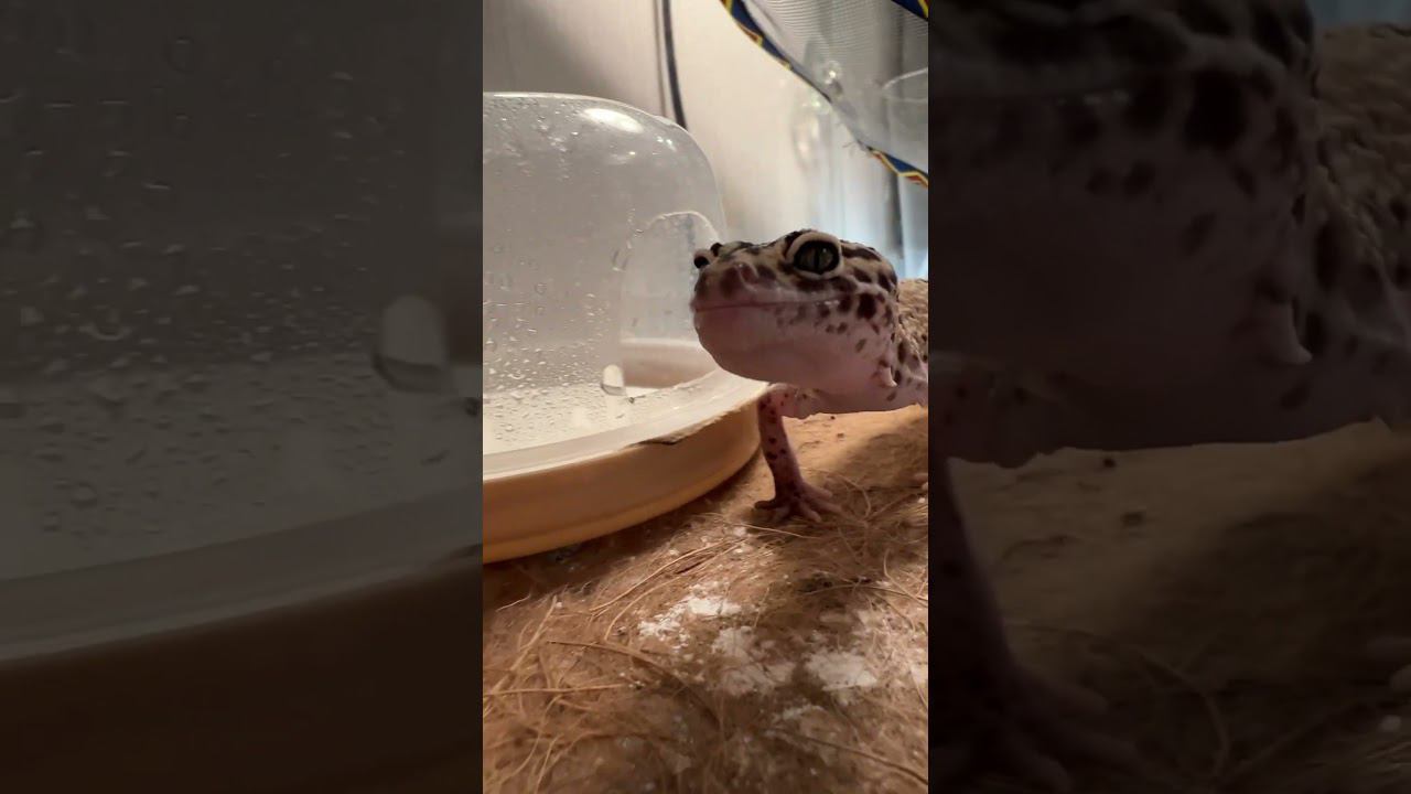 Мини кдаконы #shortvideo #москва #zoolife #экзотика #zoo #зверьёмоё #zooanimals #эублефар #ящерица