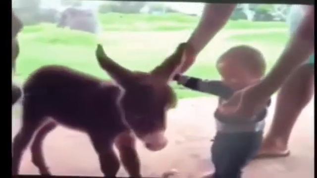 лучшие смешные кошки и собаки . Cсмешные домашние животные и малыш, так мило, что ты смеешься смотреть онлайн