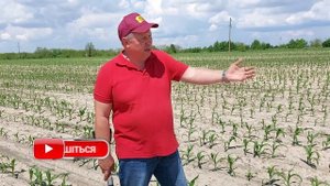 Внесение жидких комплексных удобрений при посеве кукурузы - результат очевиден.