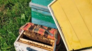 Как пчёлы тянут соты