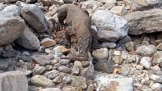 Komodo dragons swallow sea-dwelling animals смотреть онлайн