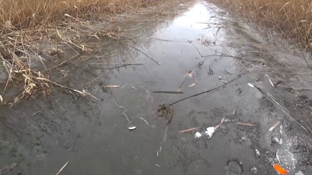 ЩУЧЬЕ ЦАРСТВО. Откуда здесь столько крупной щуки!!! РЫБАЛКА на ЖЕРЛИЦЫ. Зимняя рыбалка на ЩУКУ. смотреть онлайн