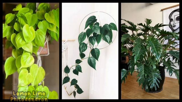 10 Best Indoor Plants for Decoration | Low maintenance Air Purifying Plants | Best indoor plants
