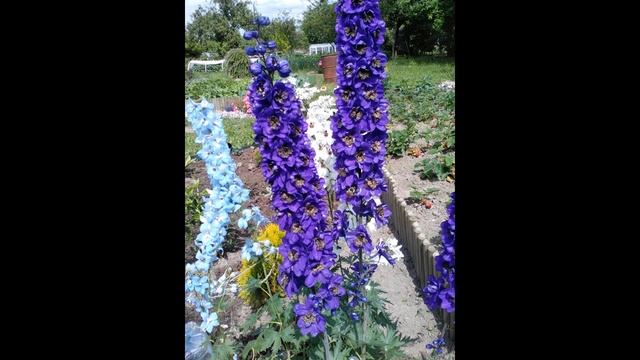 Мой сад лето 2018 . Марафон-эстафета: отвечаю на 2 вопроса.Передаю эстафету. смотреть онлайн