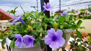 Ruellia/ Blue Wild/Wild Petunia/Tuber Rose/Purple Flower Plant Care Tips#@Madhuri's Garden