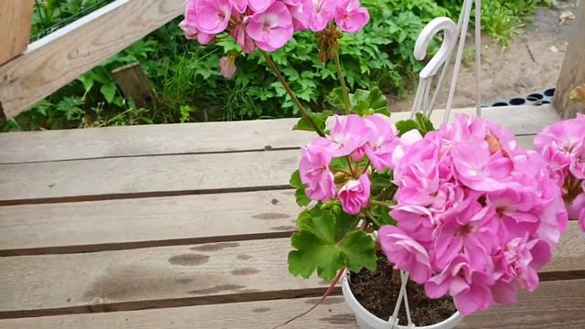 Сеянец 2019 смотреть онлайн