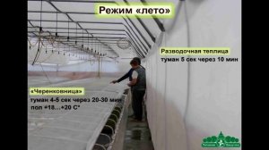 Зеленое черенкование лиственных кустарников в Питомнике Вашутино.