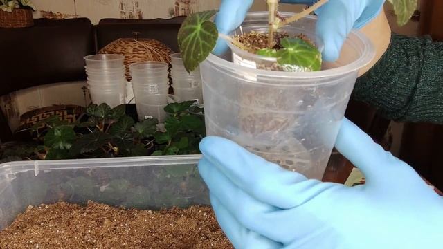 Клубневая бегония. Сеянцы бегонии. Рассаде 3.5 месяца.Грунт для бегоний . Пересадка бегоний. смотреть онлайн