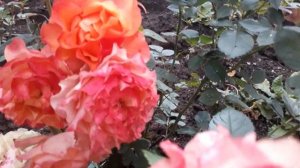 #розапатио / Чудо роза патио Мандарин Симфония ( лат. rose Mandarine Symphonia ) на садовом участке