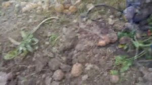 Картофелекопалка самодельная вибролапа ,без токарных работ ,проще некуда